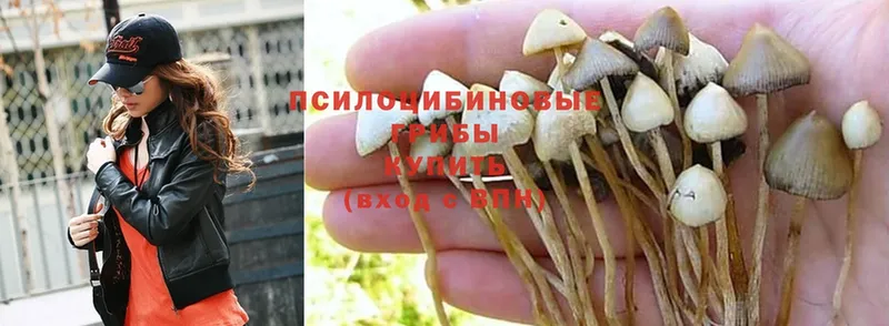 Псилоцибиновые грибы MAGIC MUSHROOMS  Камень-на-Оби 